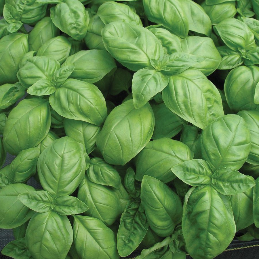 Basil - Genovese