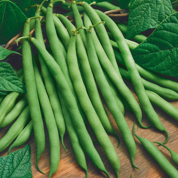 Bean - Blue Lake 274 (Bush)