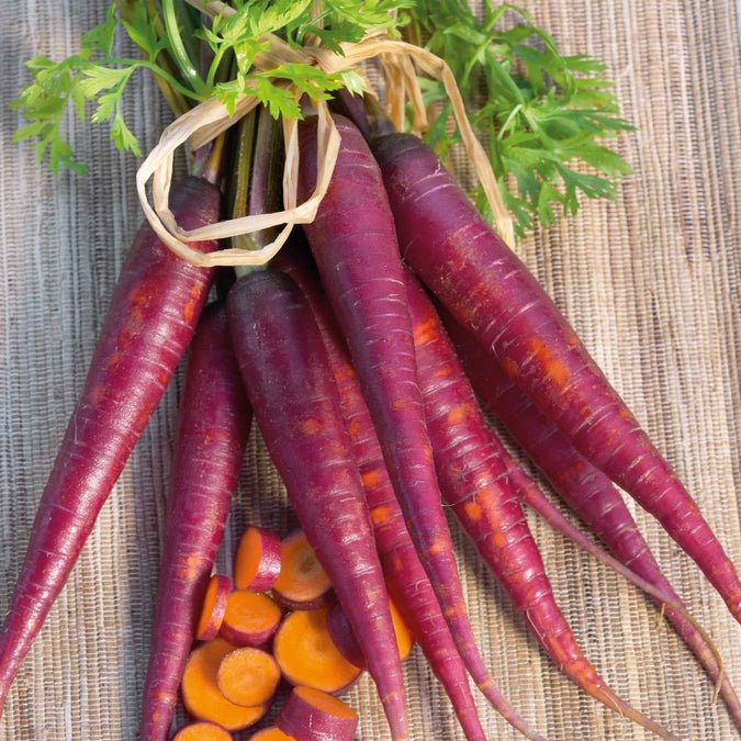 Carrot - Purple