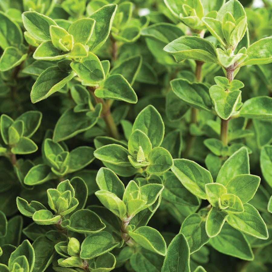 Oregano - Common Italian