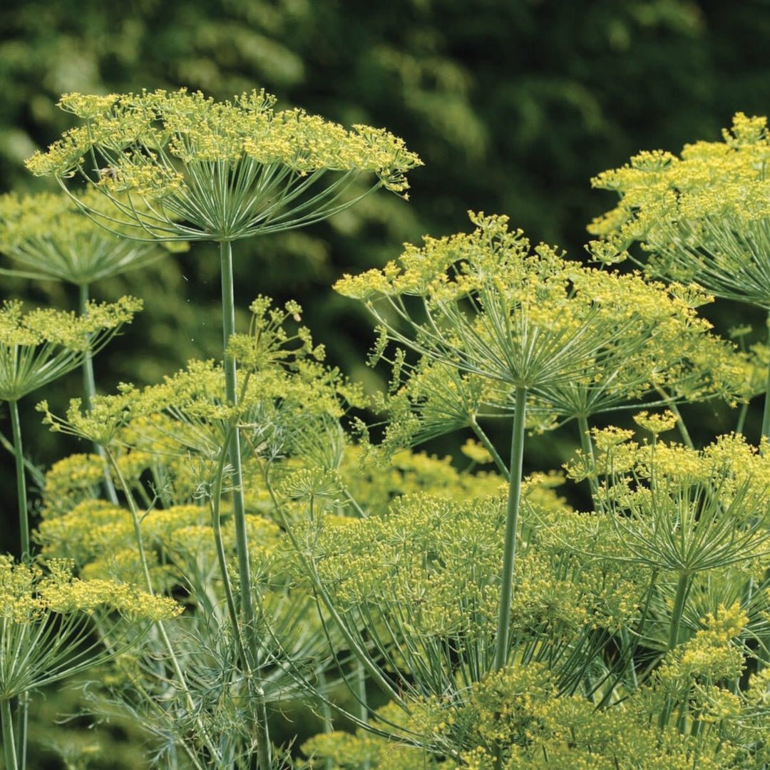 Dill - Bouquet