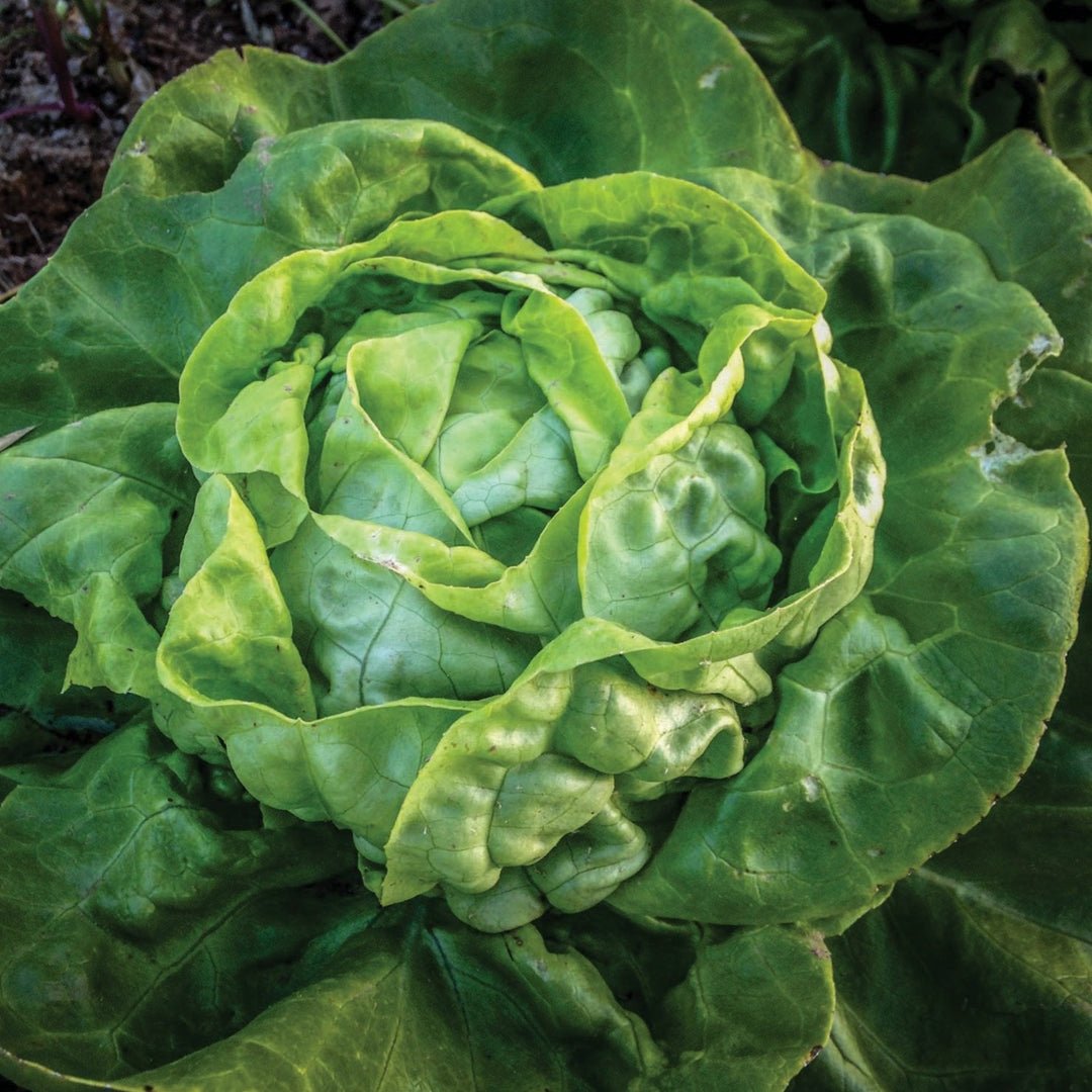 Lettuce - Butterhead Buttercrunch