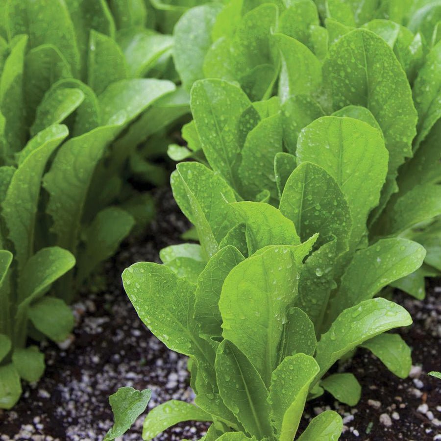 Lettuce - Parris Island Cos Romaine