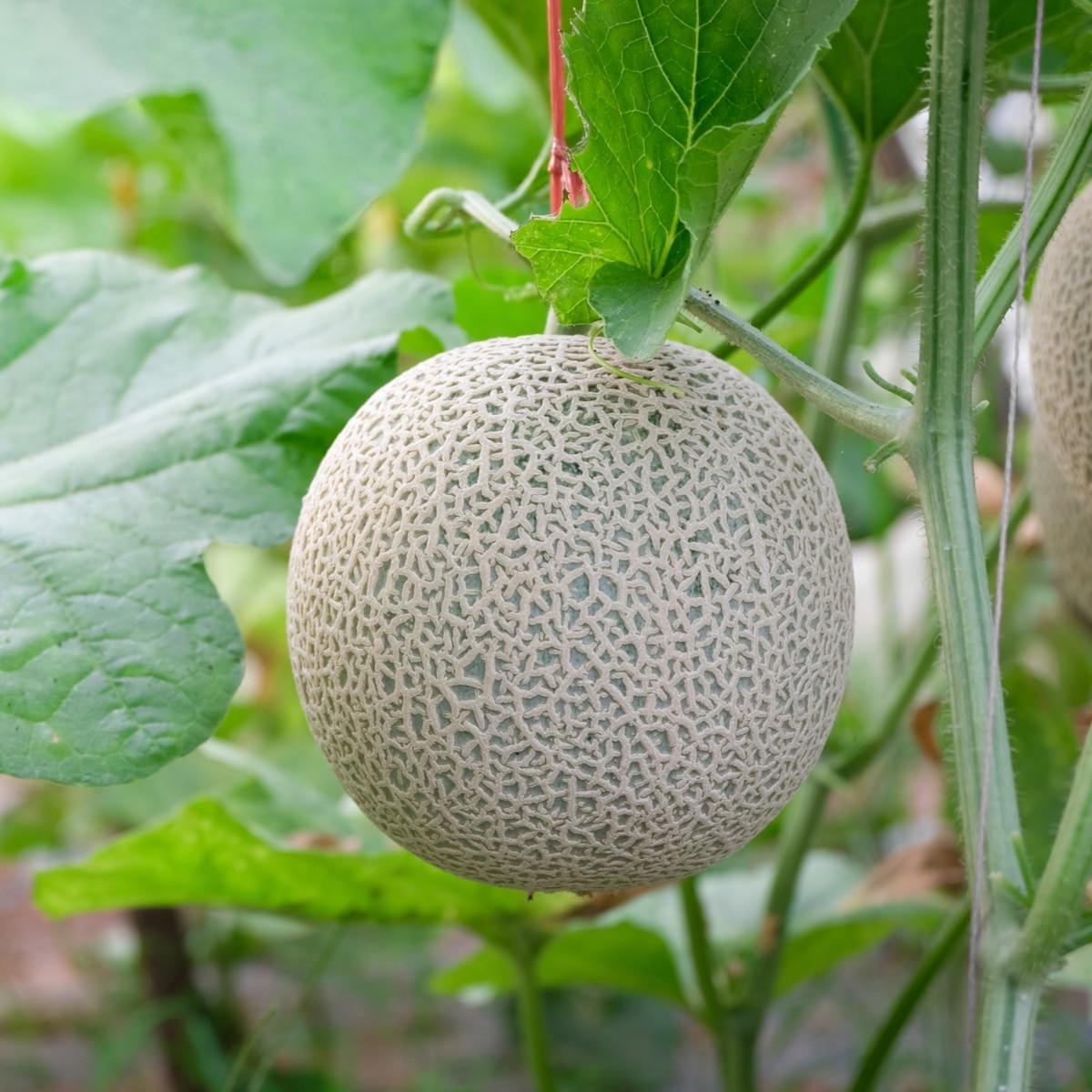 Cantaloupe - Hearts of Gold