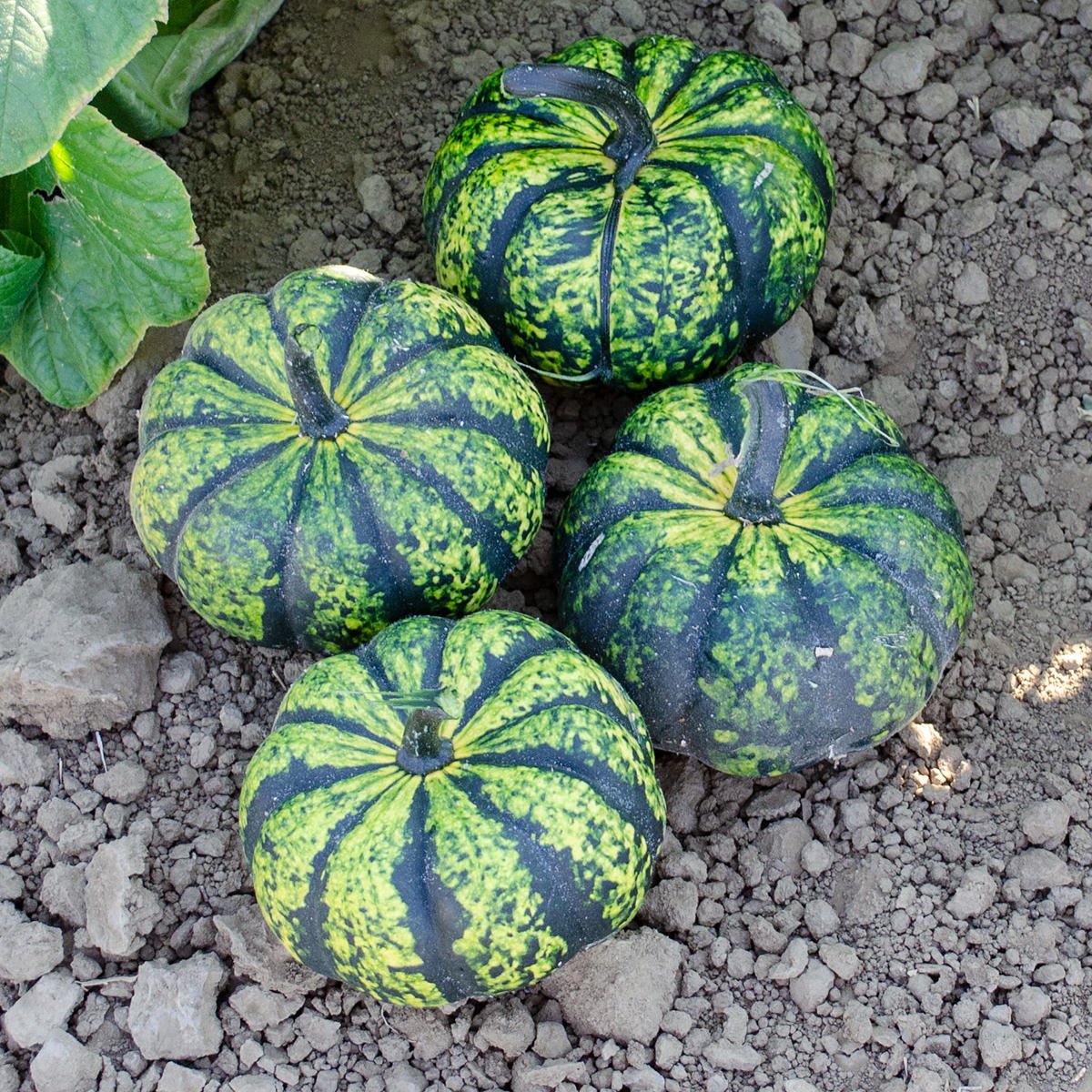 Pumpkin - Phantomita F1