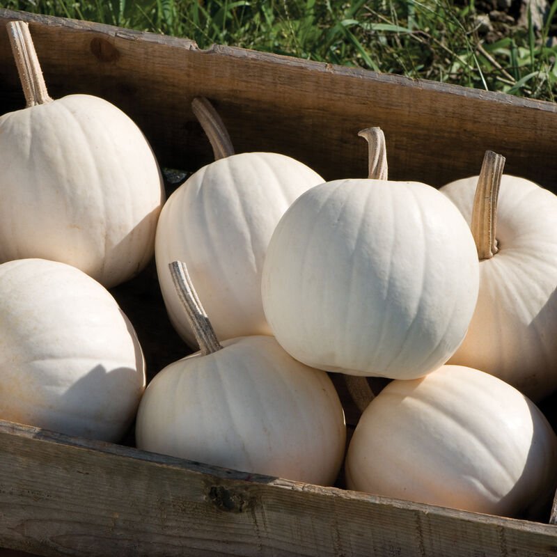 Pumpkin - Snowball F1