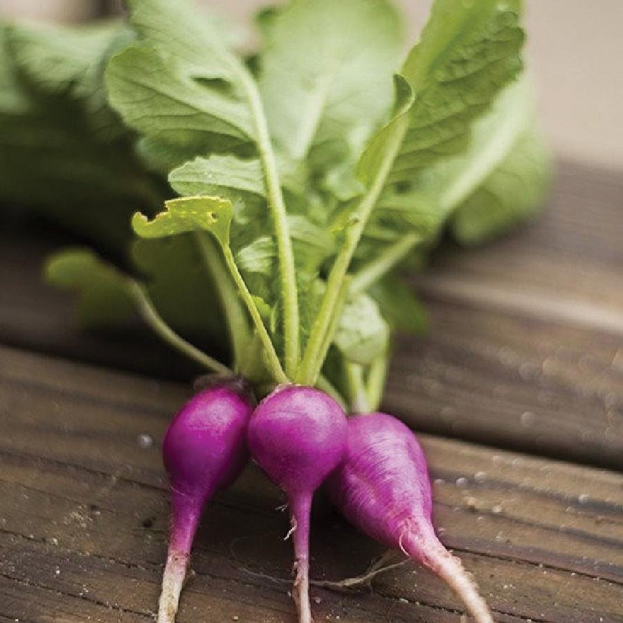Radish - Purple Plum