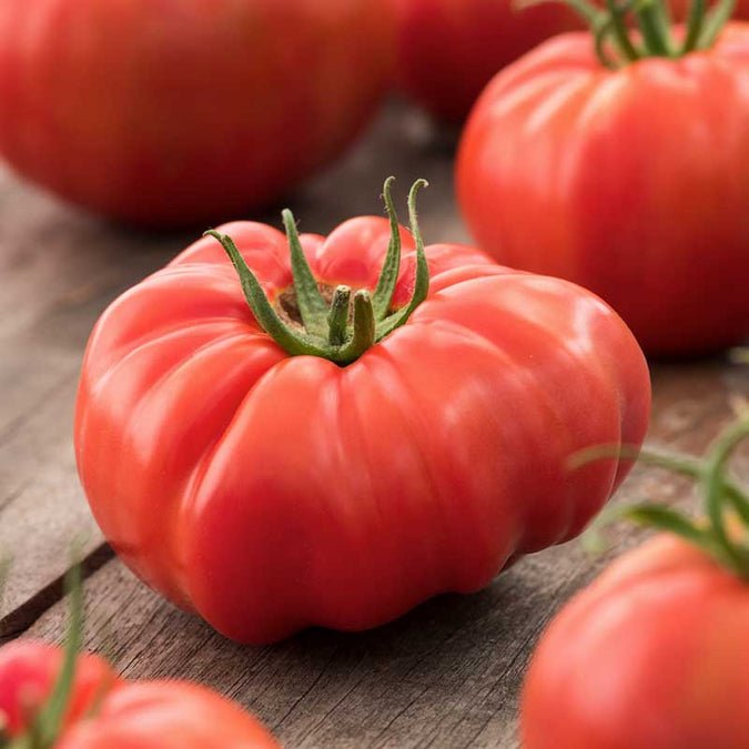 Tomato - Beefsteak