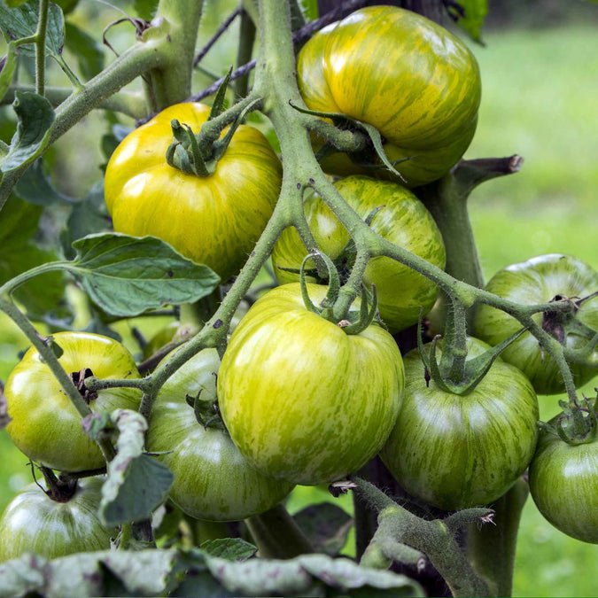Tomato - Green Zebra