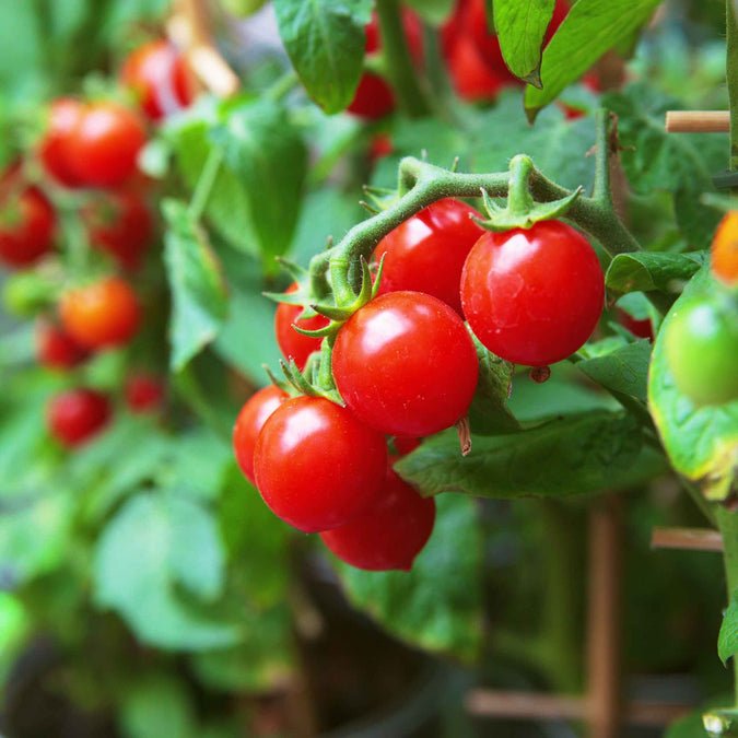 Tomato - Small Red Cherry