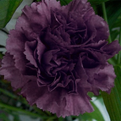 Carnation - Grenadin King of Black