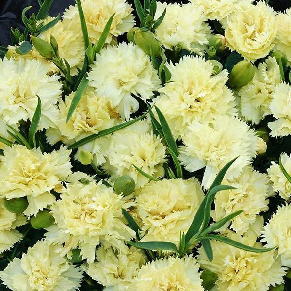 Carnation - Marie Chabaud