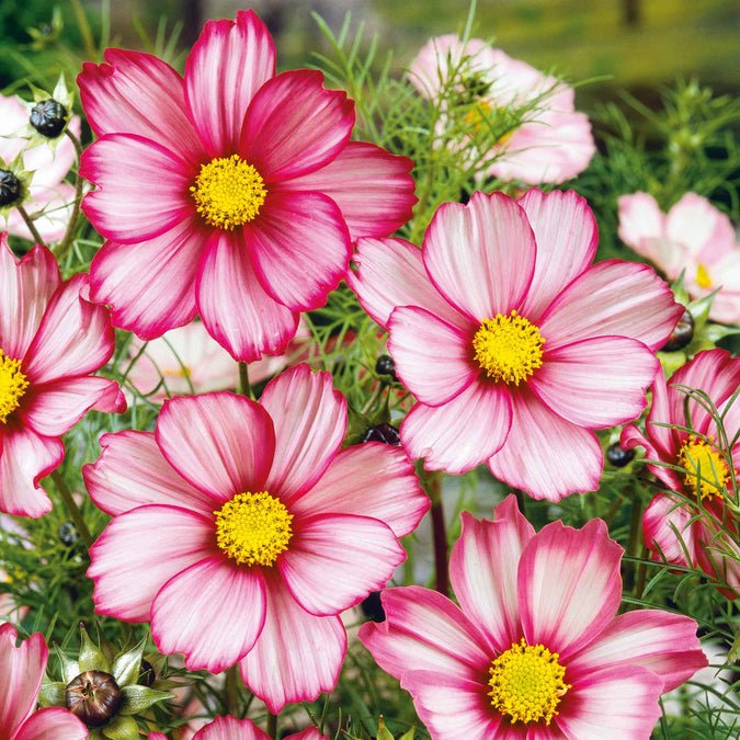 Cosmos - Candystripe