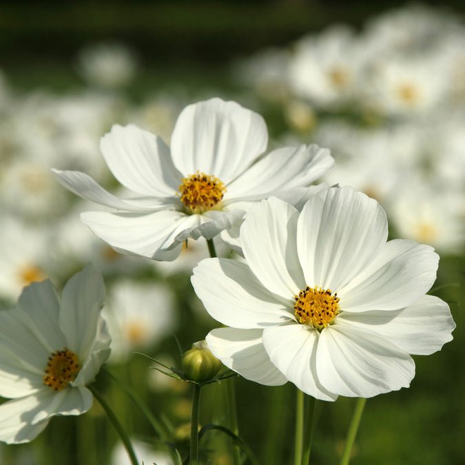 Cosmos - Purity