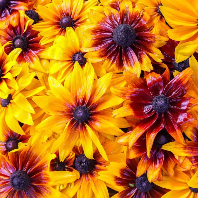 Rudbeckia - Gloriosa Mix