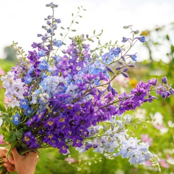 Delphinium - Rocket Tall Mix