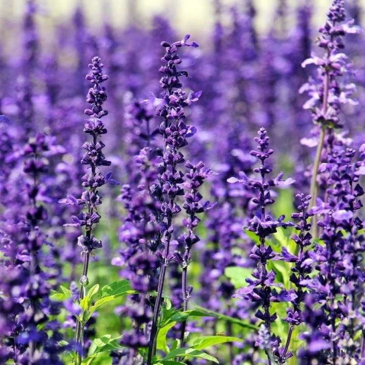 Lavender