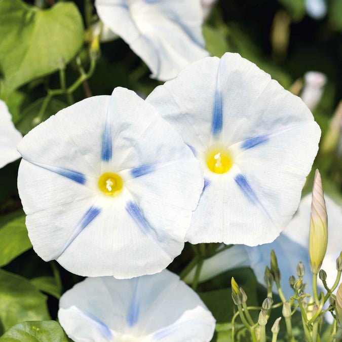 Morning Glory - Ismay