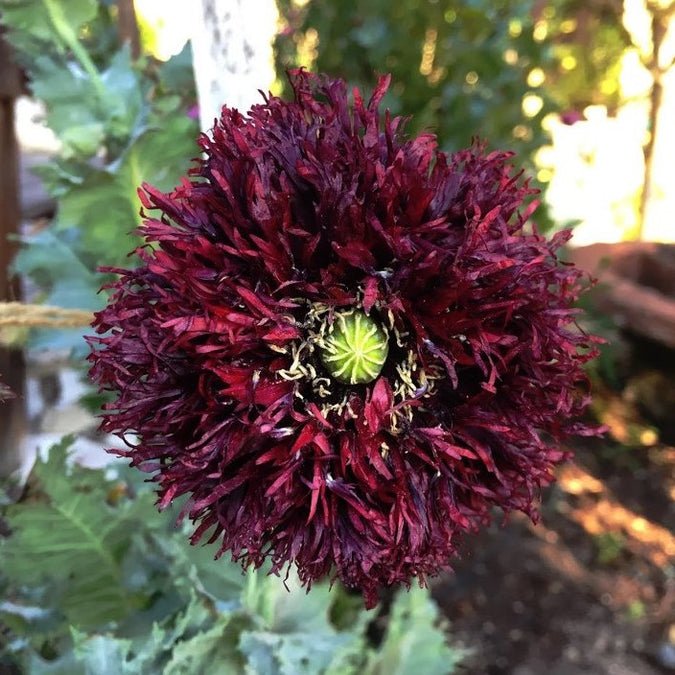 Poppy - Breadseed Black Swan