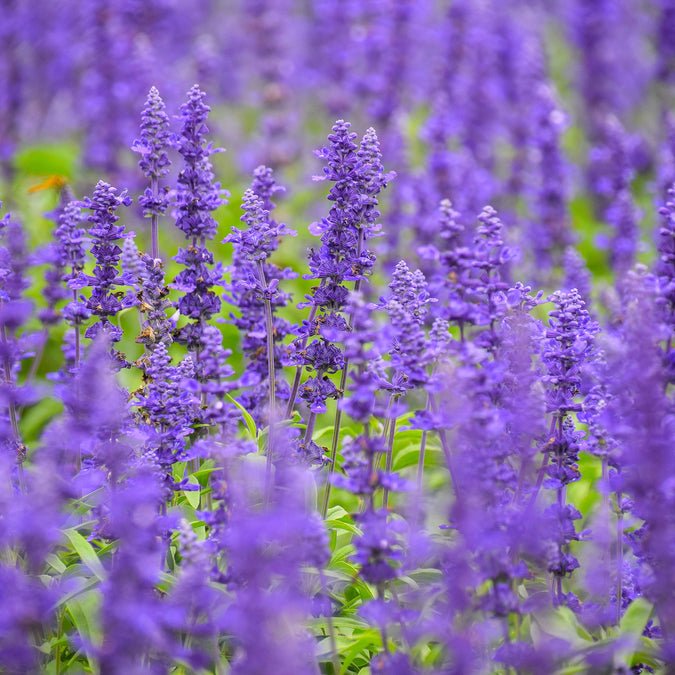 Salvia - Blue
