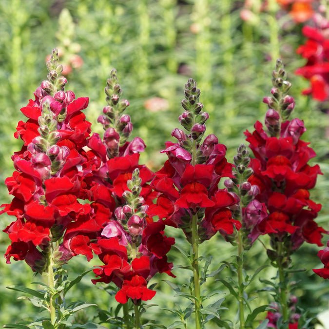Snapdragon - Defiance