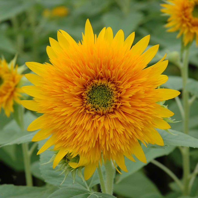 Sunflower - Orange Sun