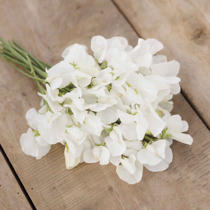 Sweet Pea - Royal White