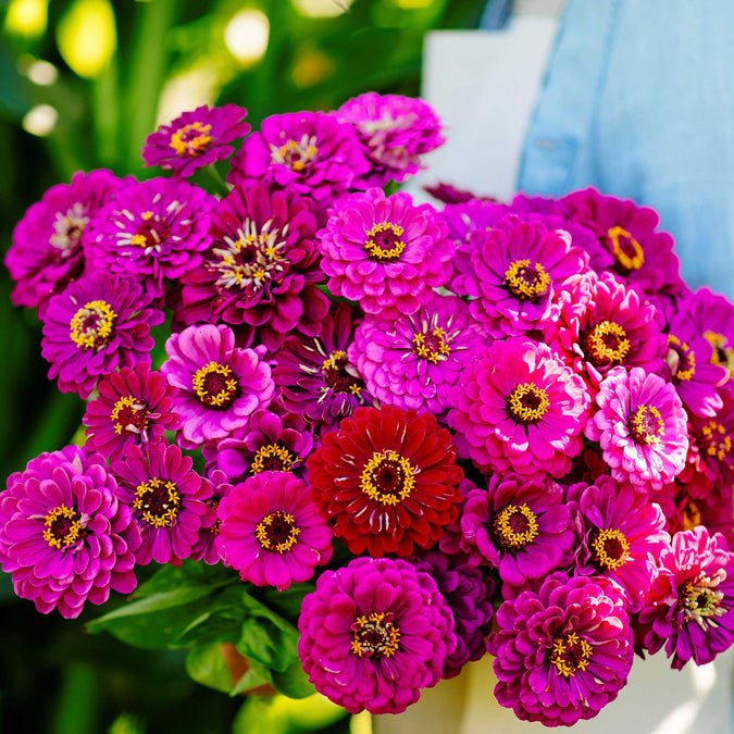 Zinnia - Purple Prince