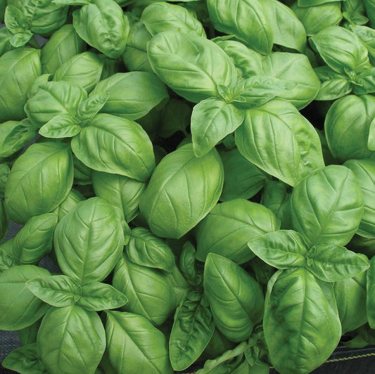 Basil - Genovese
