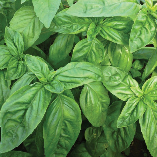 Basil - Italian Large Leaf