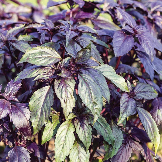 Basil - Dark Opal