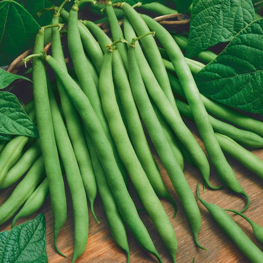 Bean - Blue Lake 274 (Bush)