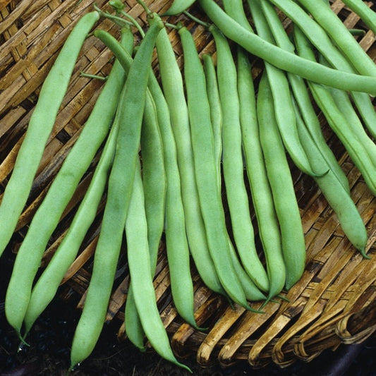 Bean - Kentucky Blue (Pole)