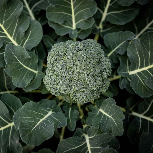 Broccoli - Green Sprouting Calabrese