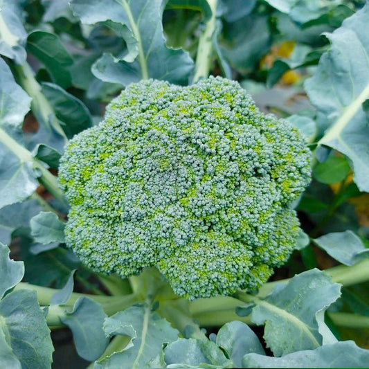 Broccoli - Waltham 29