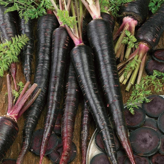Carrot - Black Nebula