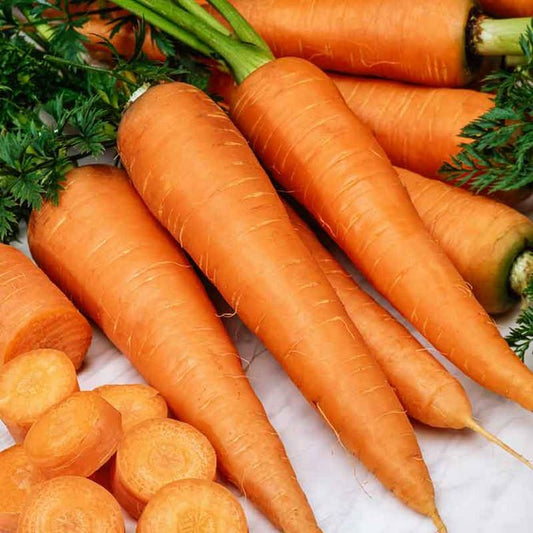 Carrot - Danvers 126