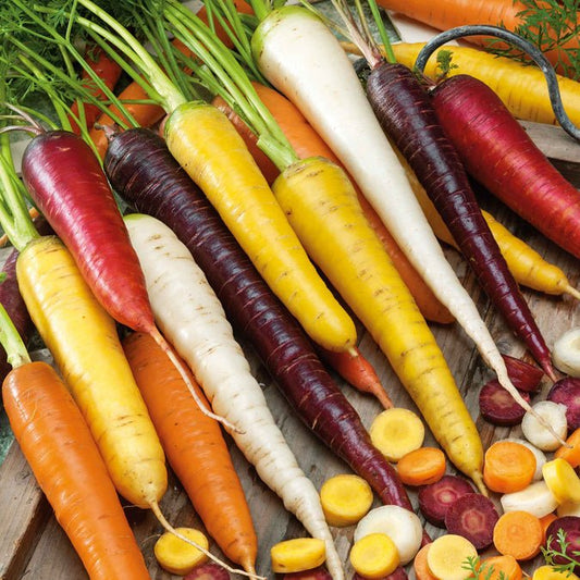 Carrot - Rainbow Blend