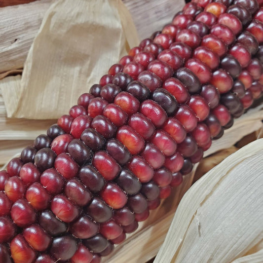 Corn - Bloody Butcher