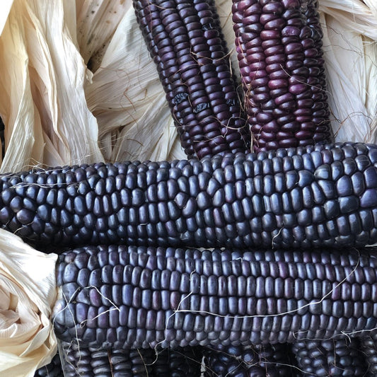 Corn - Hopi Blue