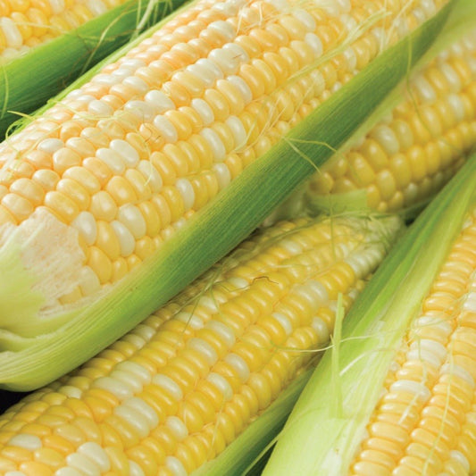 Corn - Peaches and Cream