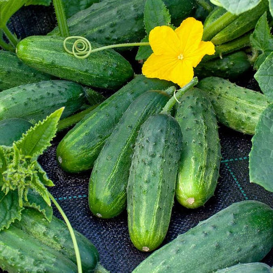 Cucumber - Boston Pickling