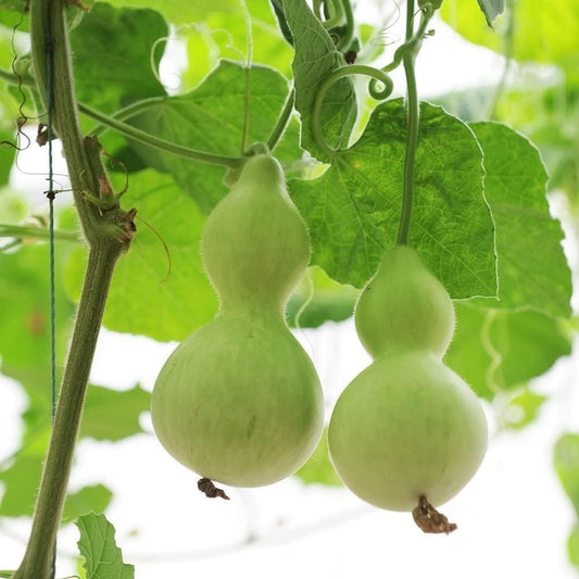 Gourd - Birdhouse