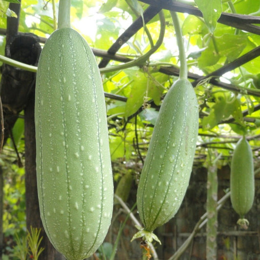 Gourd - Luffa Sponge