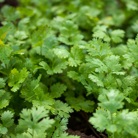 Cilantro - Slow Bolt