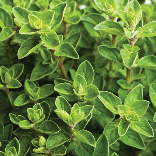 Oregano - Common Italian