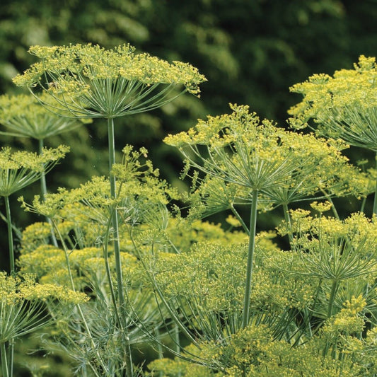Dill - Bouquet