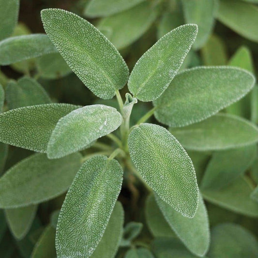 Sage - Broadleaf