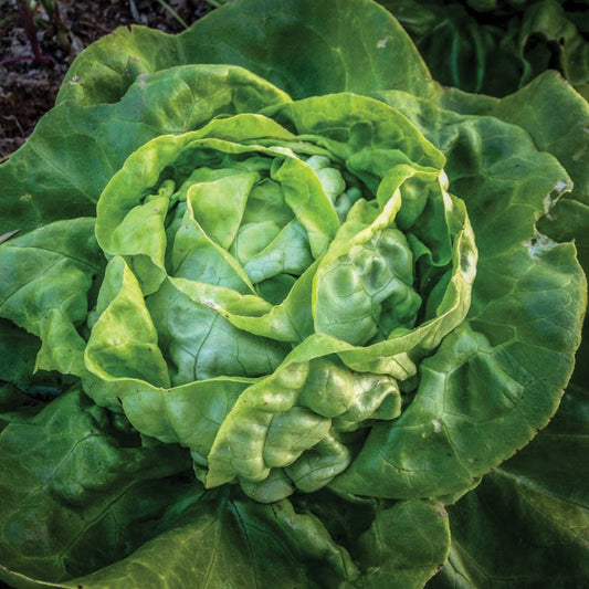 Lettuce - Butterhead Buttercrunch