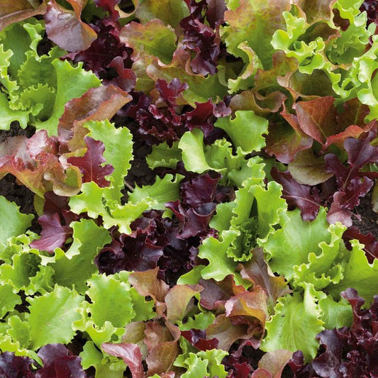 Lettuce - Gourmet Mix